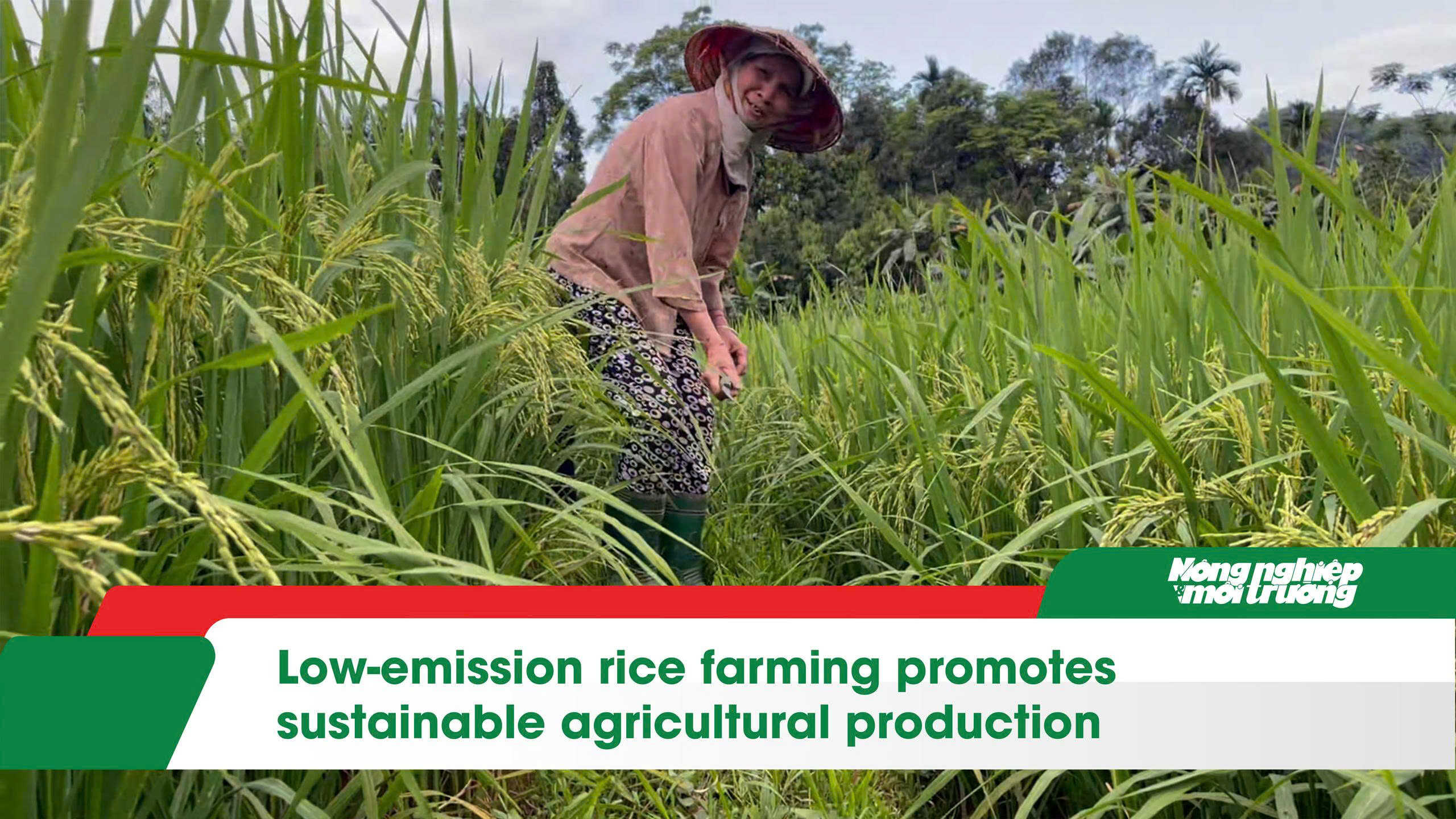 Low-emission rice farming promotes sustainable agricultural production
